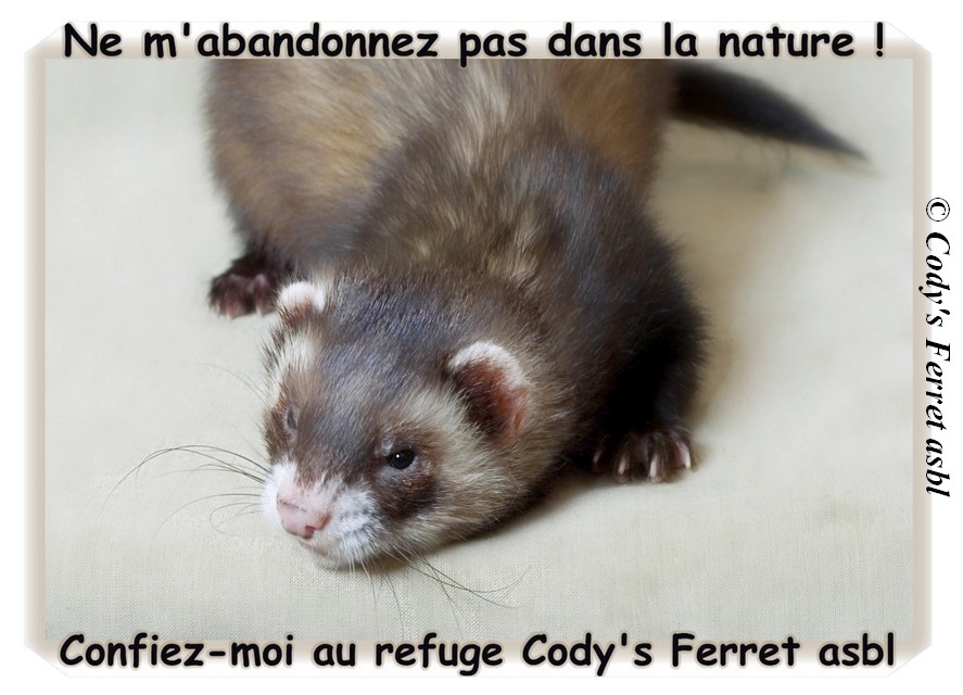 Furet au refuge