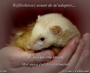 Réflexion furet