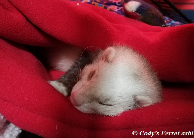 Furet dans son dodo fait main